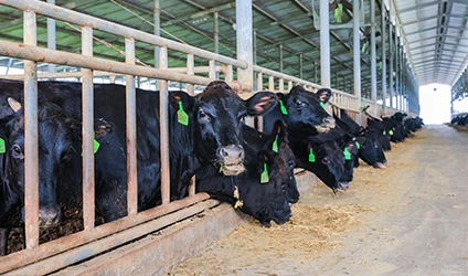 Aditivo para ra&ccedil;&otilde;es animais