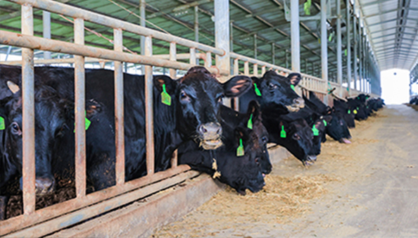 Aditivo para ra&ccedil;&otilde;es animais